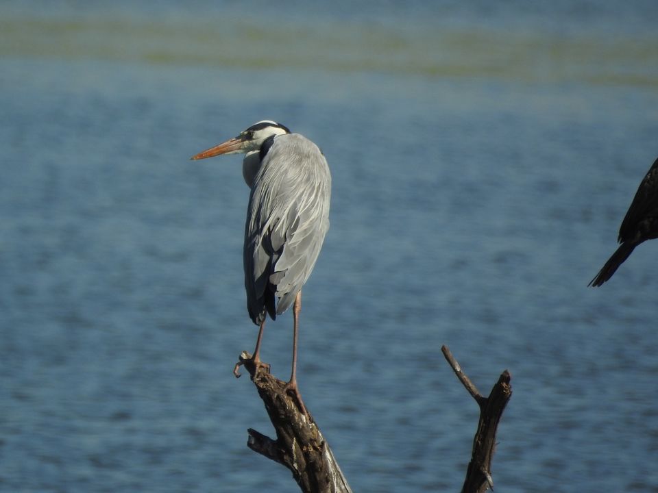 Photo of Hoskote lake, a small unsullied waterbody - a birder's paradise near Bangalore 39/43 by Chendilk