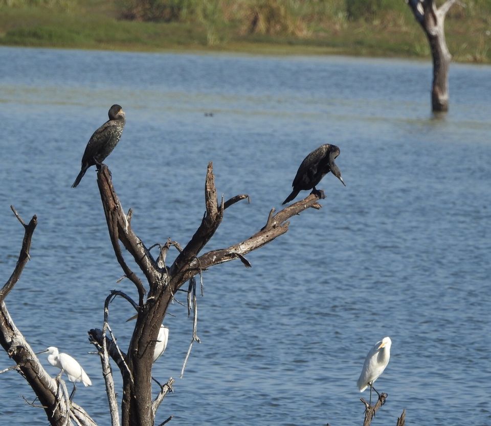 Photo of Hoskote lake, a small unsullied waterbody - a birder's paradise near Bangalore 40/43 by Chendilk