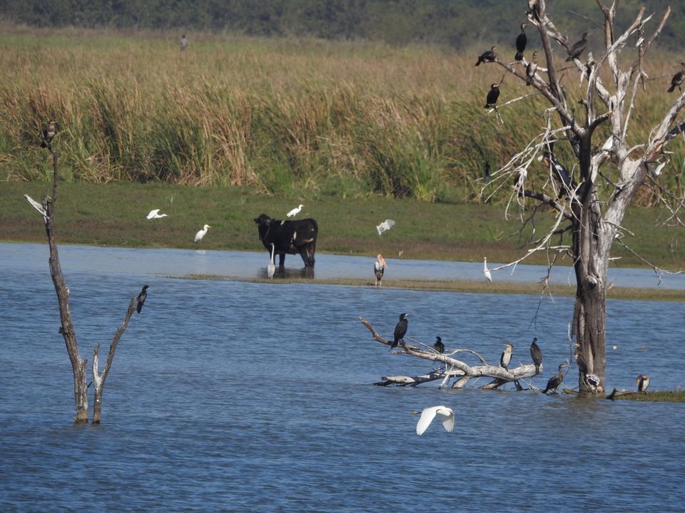 Photo of Hoskote lake, a small unsullied waterbody - a birder's paradise near Bangalore 41/43 by Chendilk
