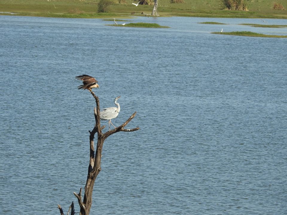 Photo of Hoskote lake, a small unsullied waterbody - a birder's paradise near Bangalore 42/43 by Chendilk