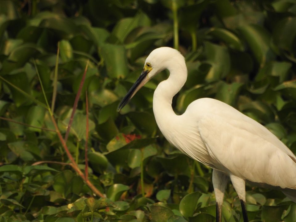 Photo of Birding around Hebbal lake, Bangalore 5/14 by Chendilk