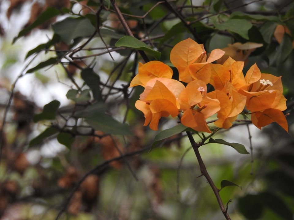 Photo of Birding around Hebbal lake, Bangalore 10/14 by Chendilk
