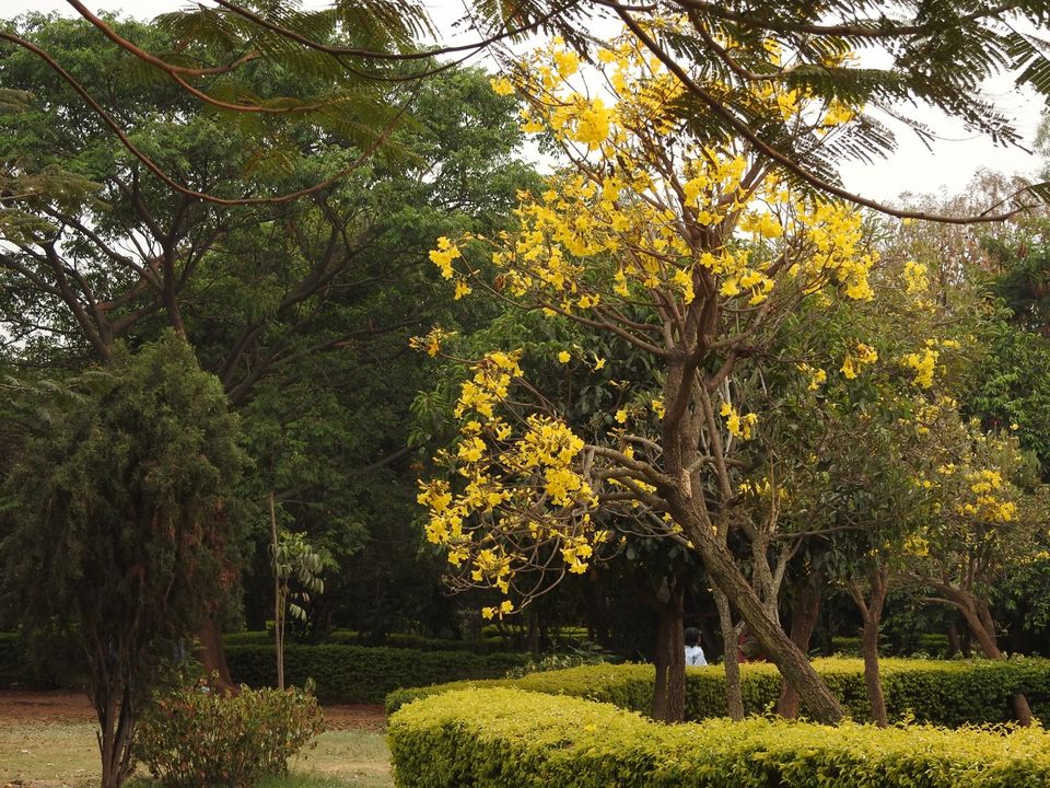 Photo of Birding around Hebbal lake, Bangalore 14/14 by Chendilk
