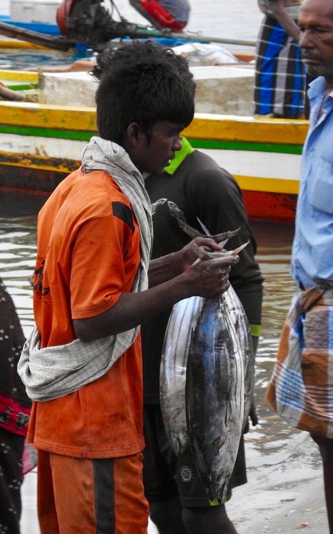 Photo of Kasimedu Fish Market, Royapuram, Chennai, Tamil Nadu, India by Chendilk