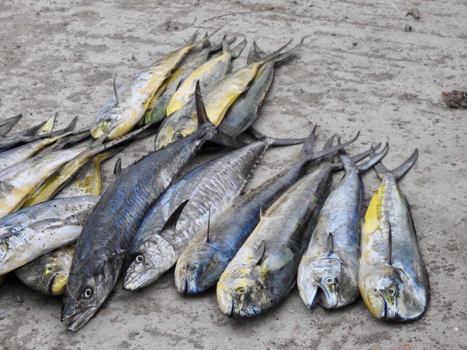 Photo of Kasimedu Fish Market, Royapuram, Chennai, Tamil Nadu, India by Chendilk