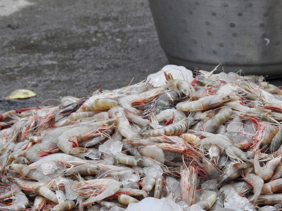 Photo of Kasimedu Fish Market, Royapuram, Chennai, Tamil Nadu, India by Chendilk