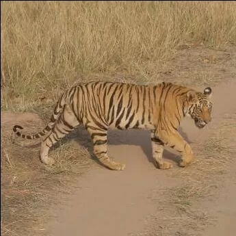 Photo of लैंड ऑफ टाइगर बांधवगढ़, नाम तो सुना होगा by Prashant Agrawal
