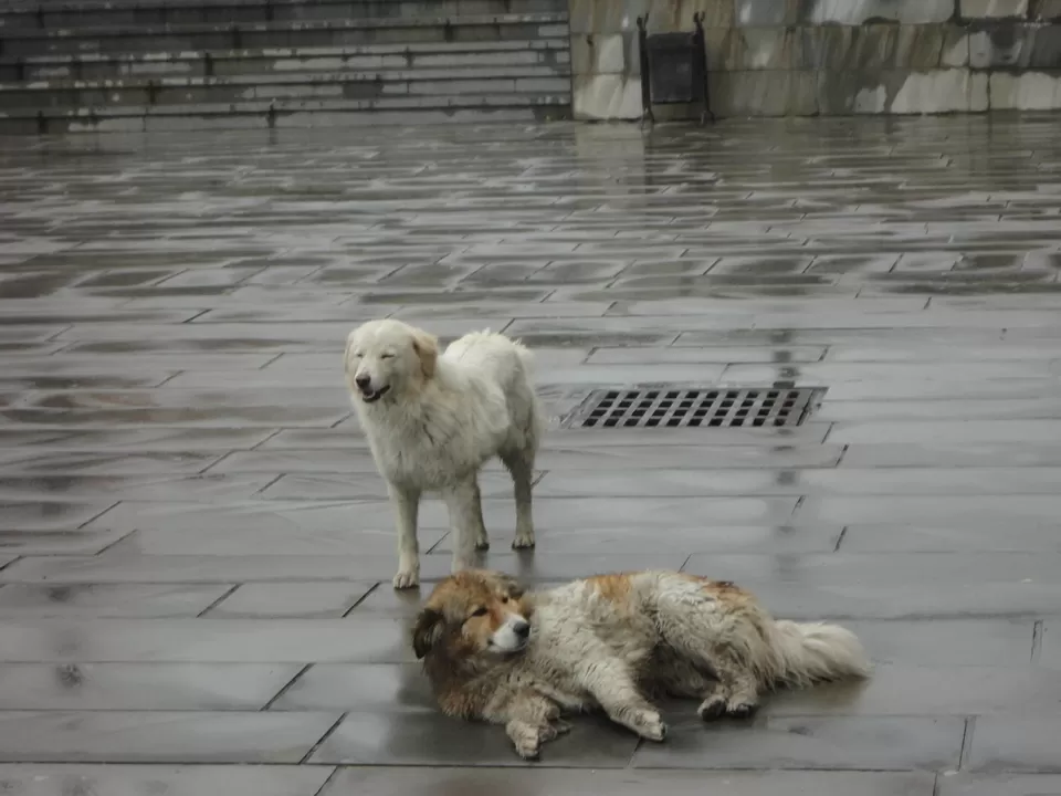 Photo of Tbilisi, Georgia by Jason Pires