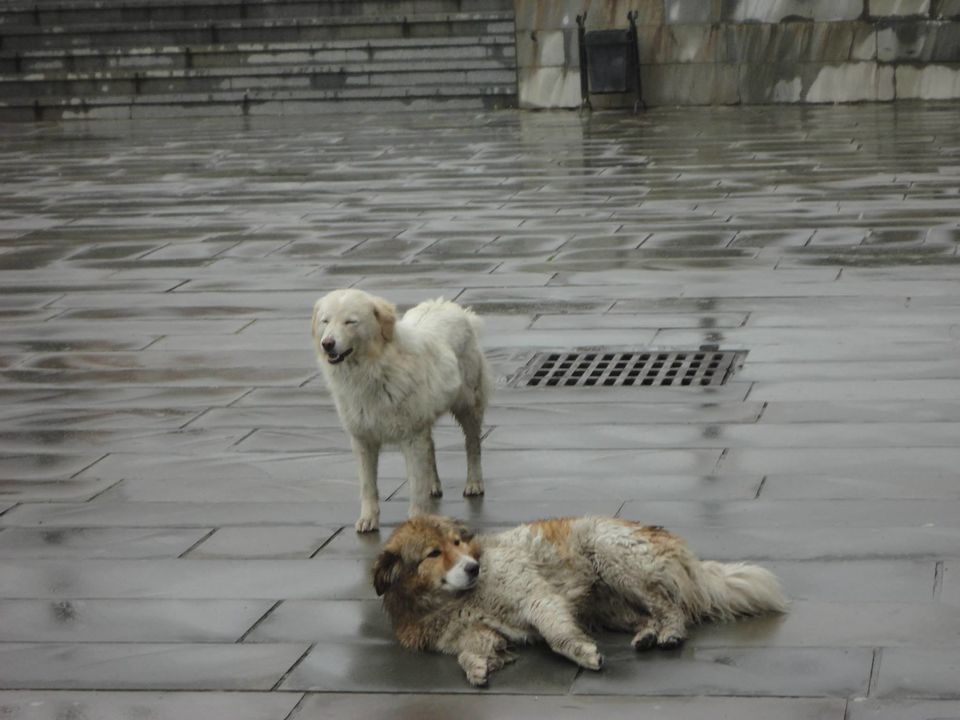 Photo of Two cute Georgian dogs by Jason Pires