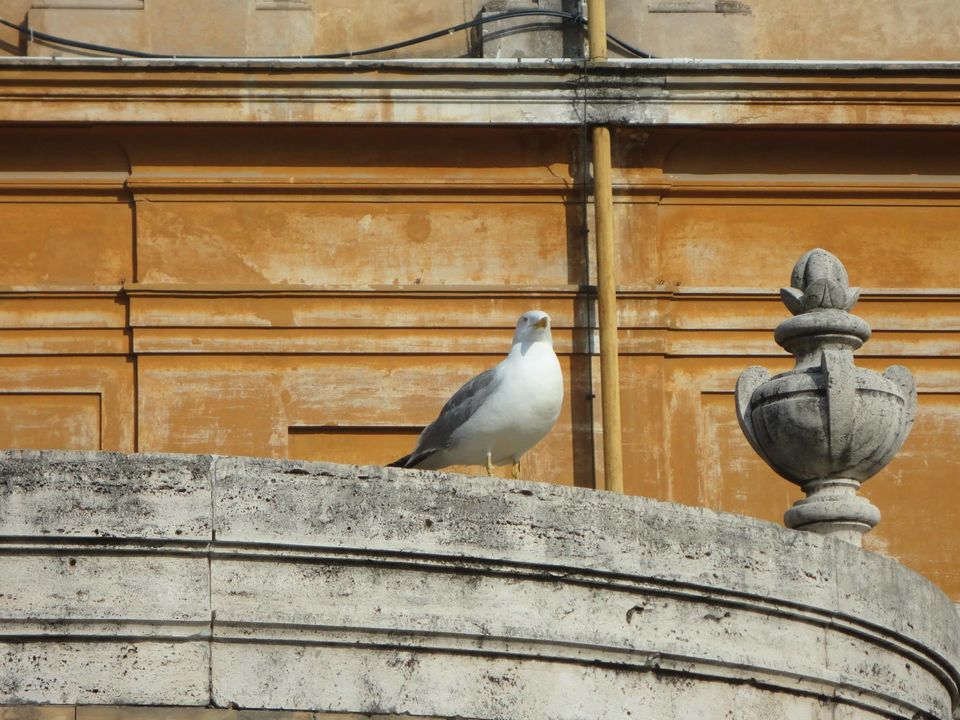Photo of Rome, Italy by Jason Pires