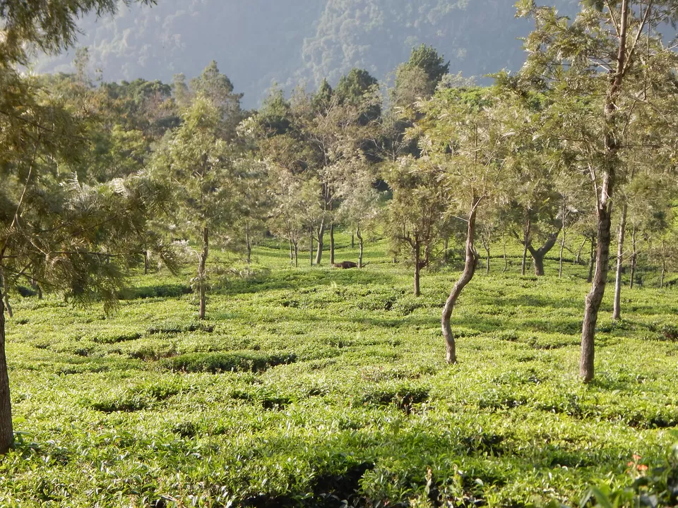 Photo of Mudumalai National Park, Nilgiris, Tamil Nadu, India by Ashish Jain