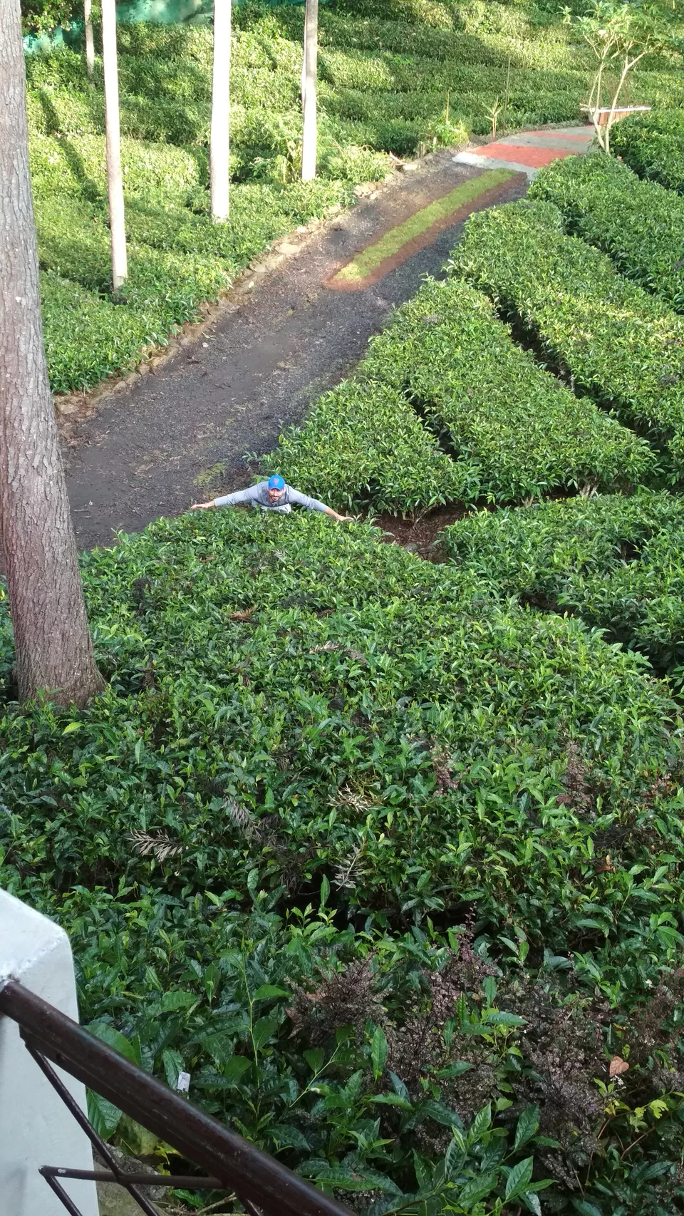 Photo of Tea Nest, Alwarpet, Coonoor, Tamil Nadu, India by Ashish Jain