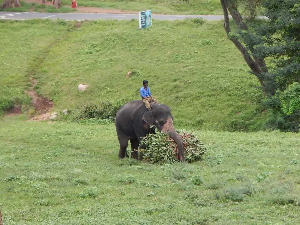 Photo of Mudumalai National Park, Nilgiris, Tamil Nadu, India by Ashish Jain