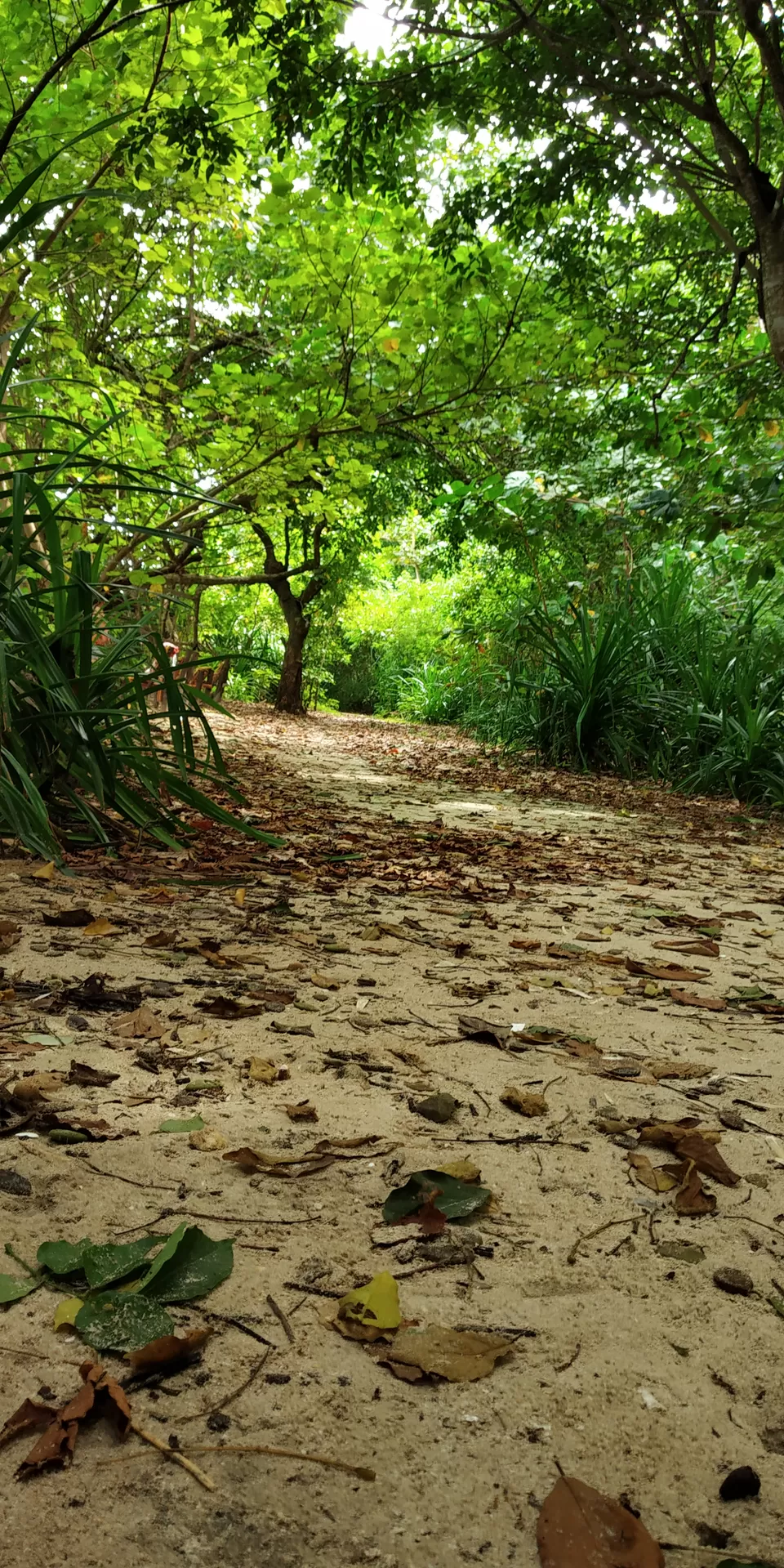 Photo of Kalapathar Beach, Andaman and Nicobar Islands, India by Ashish Jain