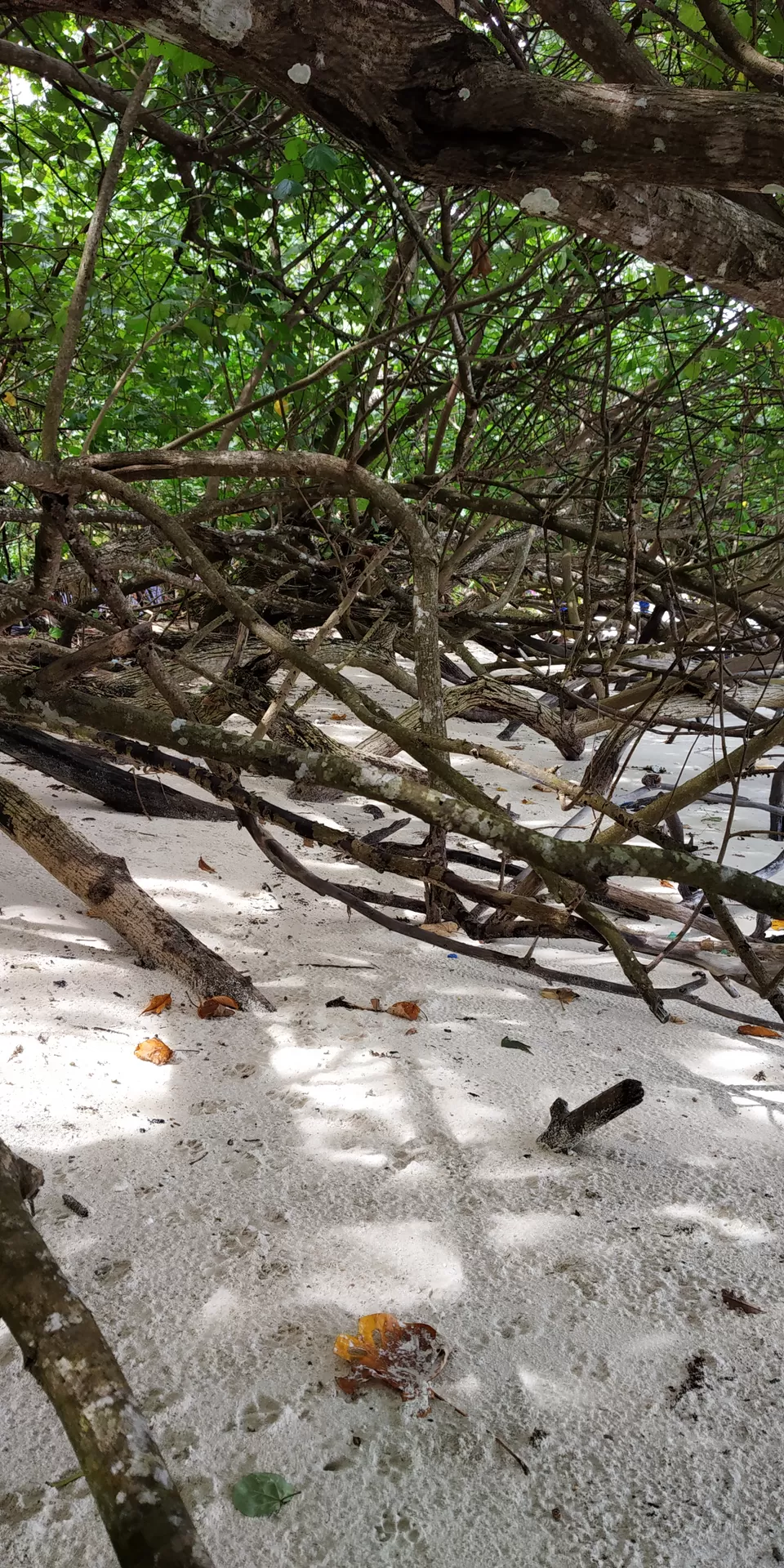 Photo of Kalapathar Beach, Andaman and Nicobar Islands, India by Ashish Jain