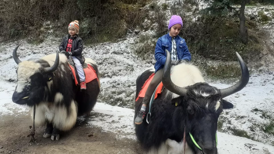 Photo of Exploring the Majestic Hills of Shimla with Family by Amit Pandey