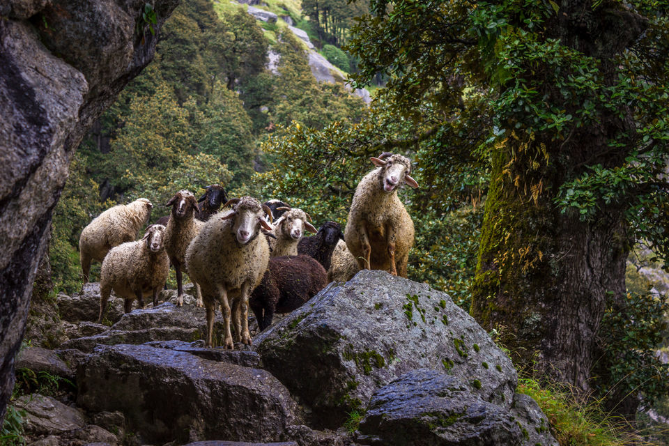 Photo of Why I will think twice before going on my next trek 12/30 by Anunay Sood