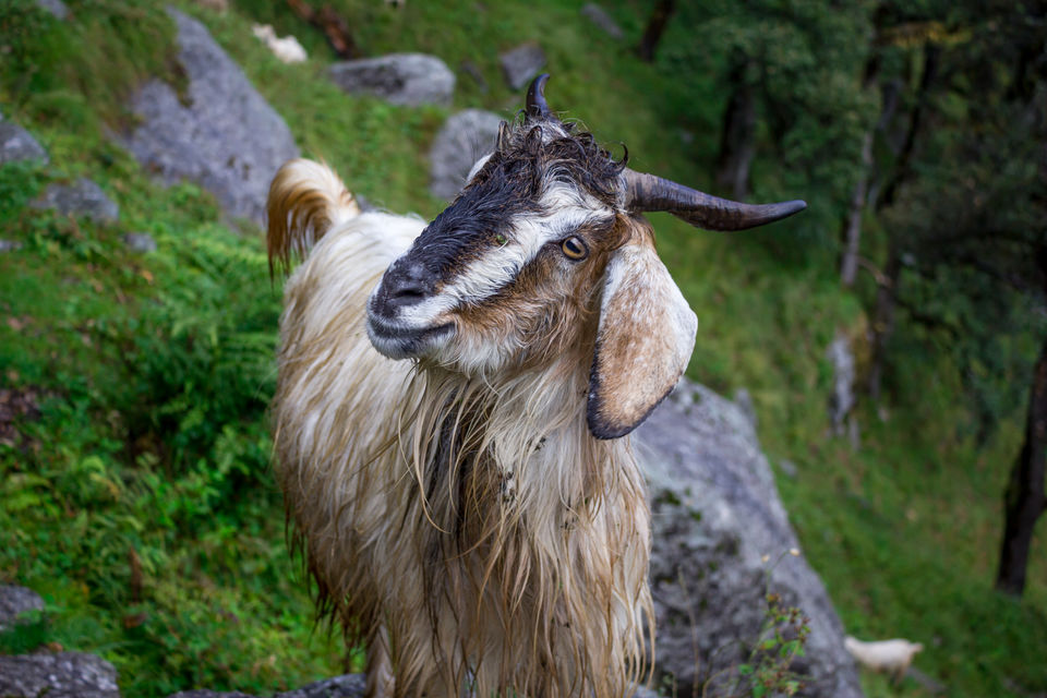 Photo of Why I will think twice before going on my next trek 14/30 by Anunay Sood