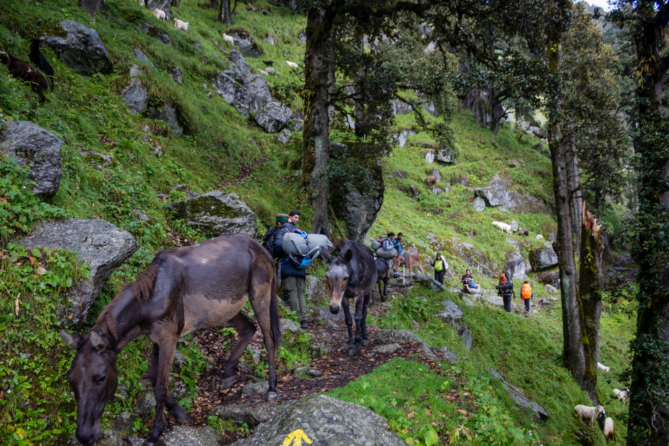 Photo of Why I will think twice before going on my next trek 15/30 by Anunay Sood