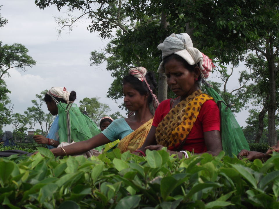 Photo of All the way to Assam: The inside story 14/20 by Anurag Verma