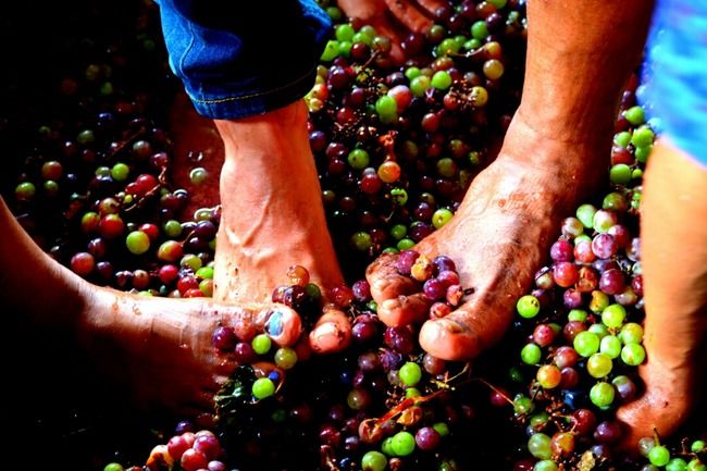 Photo of A day at the Vineyards by Ramya Balakrishna