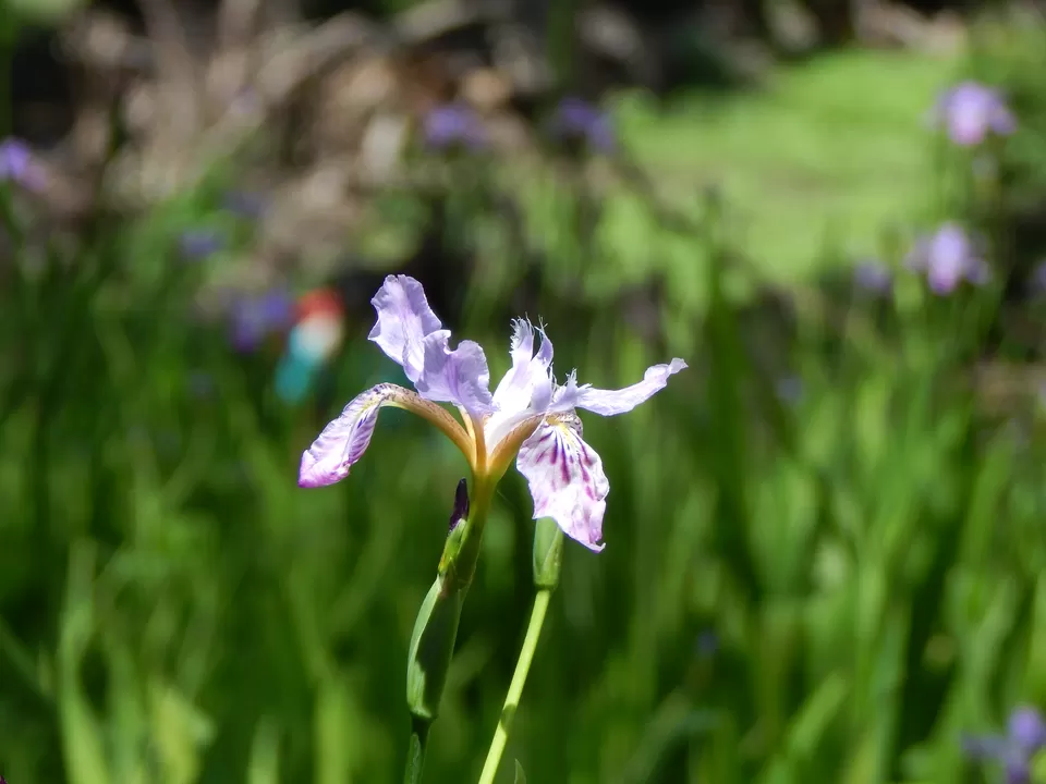 Photo of Bandak Thatch Camp, Sosan, Himachal Pradesh, India by Akash Deep