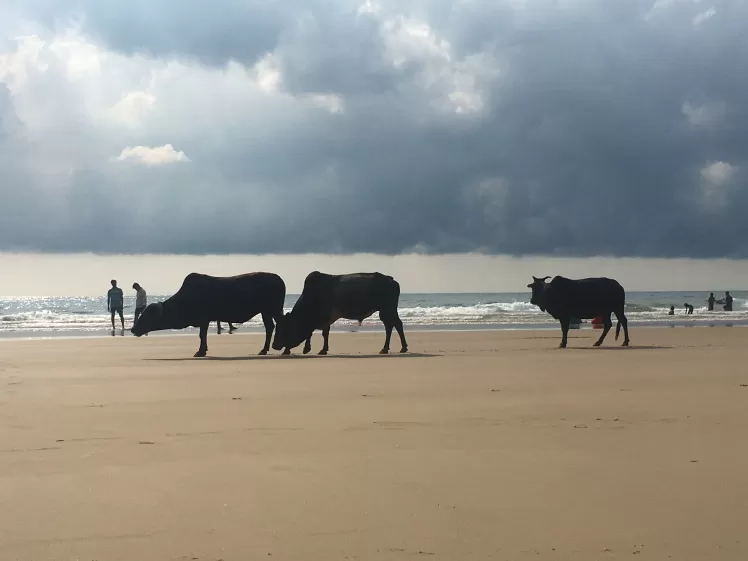 Photo of Gokarna Main Beach, Belehittal Road, Dandebagh, Gokarna, Karnataka, India by WanderGirl