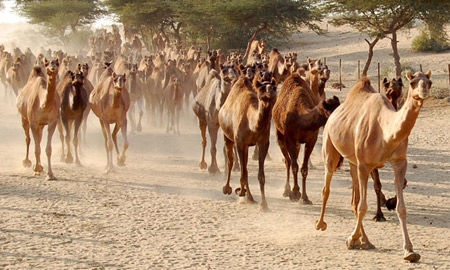 Photo of National Research Centre on Camel, Jorbeer Rural, Rajasthan, India by Nancy Nance