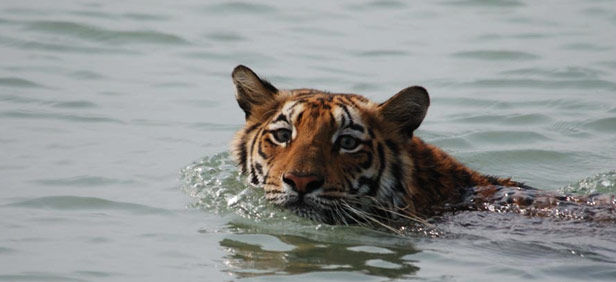 Photo of Sundarbans National Park, Gosaba, West Bengal, India by Nancy Nance