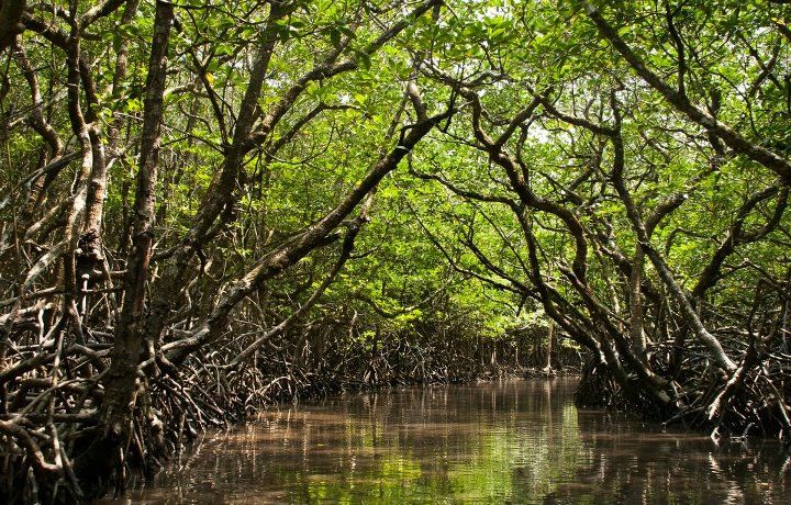 Andaman Island: The Tsunami Survivor - Tripoto