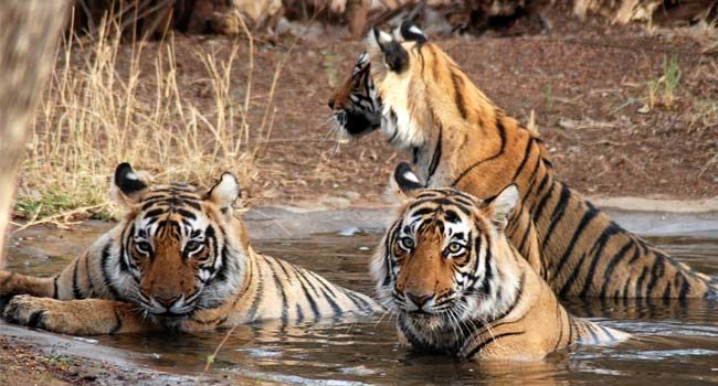 Photo of Sariska 2/3 by Nancy Nance