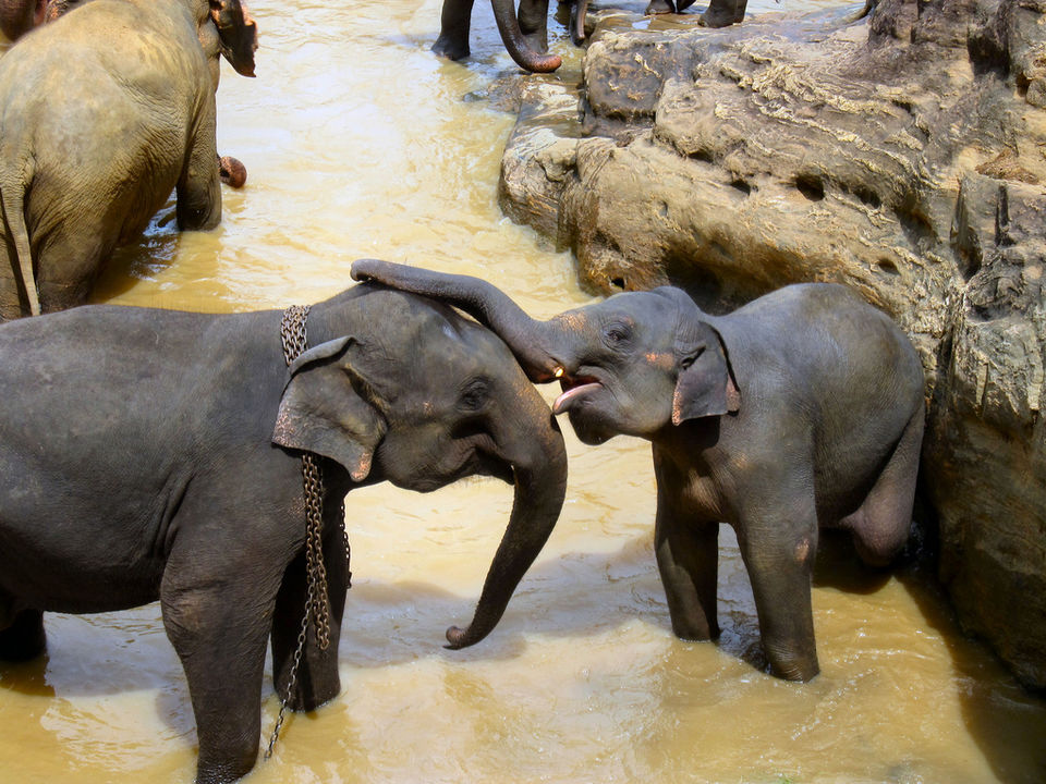 Photo of Backpacking in Sri Lanka 4/7 by Riya Poojary