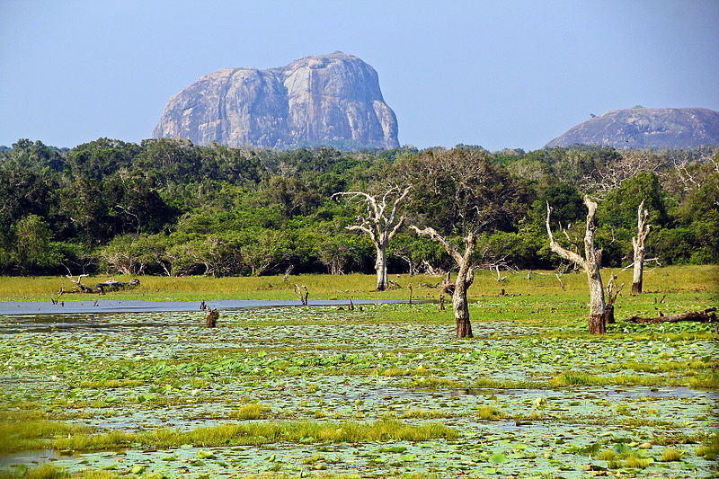 Photo of 5 Interesting Facts about Yala National Park – A wildlife lovers paradise 1/4 by Amie Ginendra