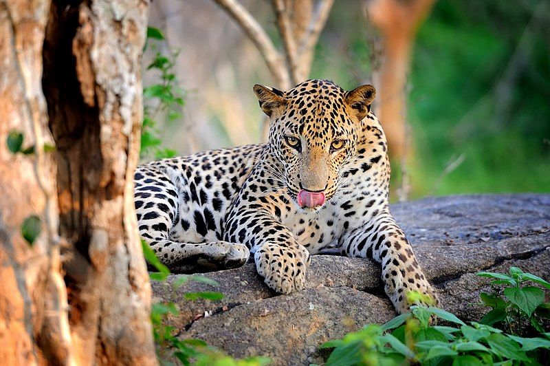 Photo of 5 Interesting Facts about Yala National Park – A wildlife lovers paradise 2/4 by Amie Ginendra