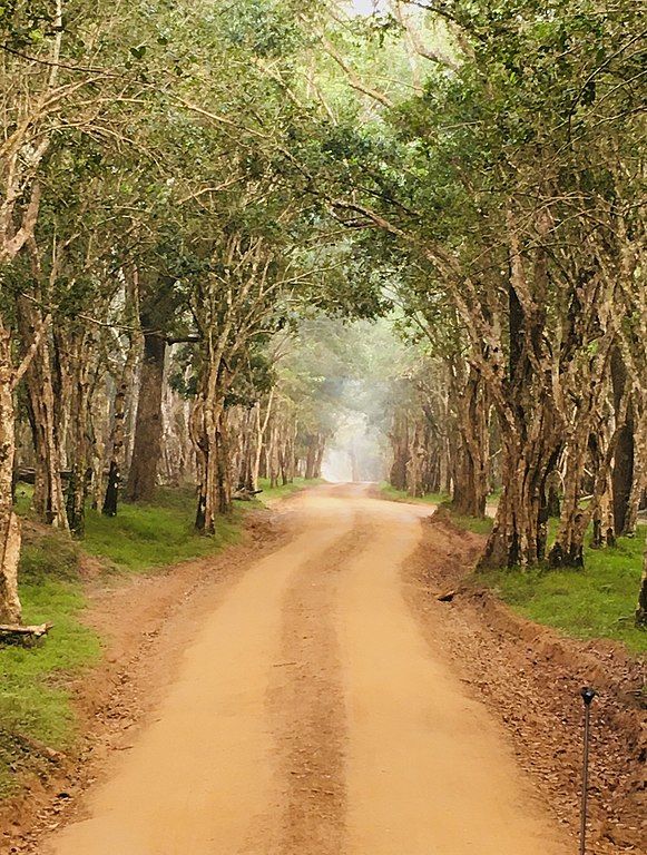 Photo of Essential Travel Guide to Wilpattu, Sri Lanka – Exploring the Great Wilderness 1/4 by Amie Ginendra