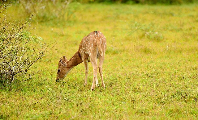 Photo of Essential Travel Guide to Wilpattu, Sri Lanka – Exploring the Great Wilderness 3/4 by Amie Ginendra