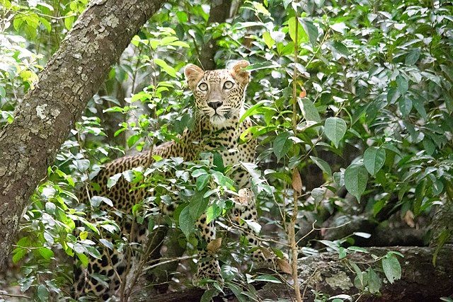 Photo of Essential Travel Guide to Wilpattu, Sri Lanka – Exploring the Great Wilderness 4/4 by Amie Ginendra