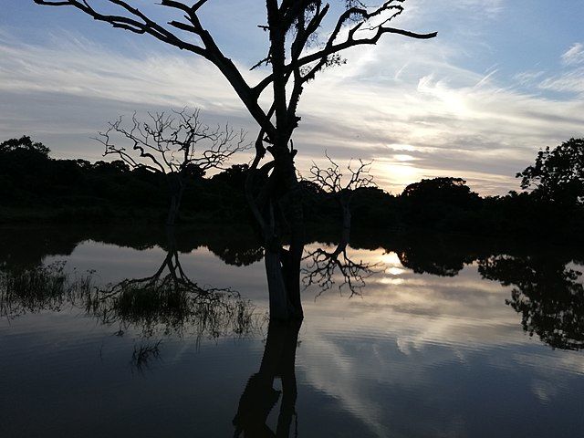 Photo of Why Sri Lanka is One of the World's Best Destinations for Safari – Out in the Jungles! 2/4 by Amie Ginendra