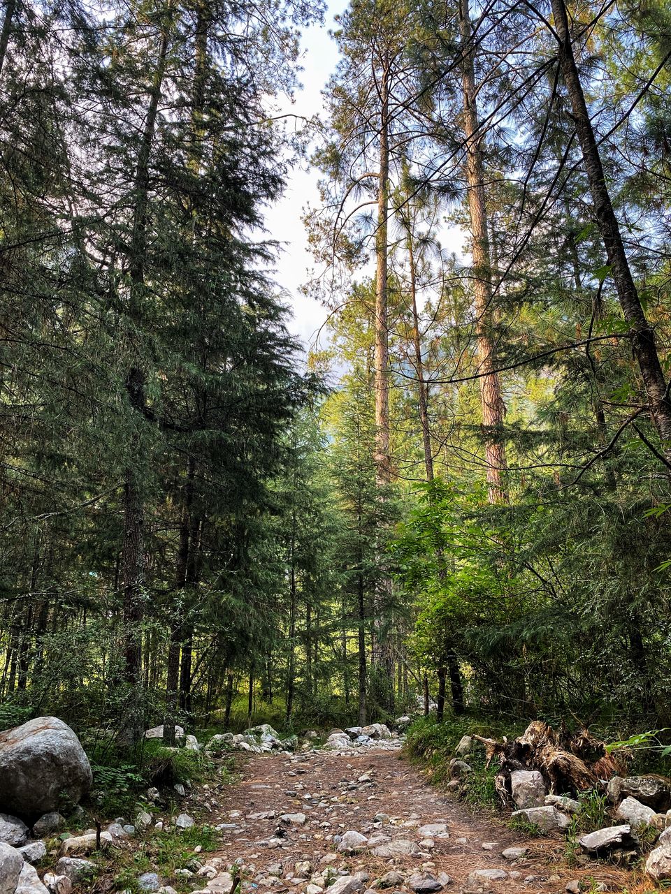 Photo of Chalal Trek Trail, Sosan, Himachal Pradesh, India by Amruta Bade
