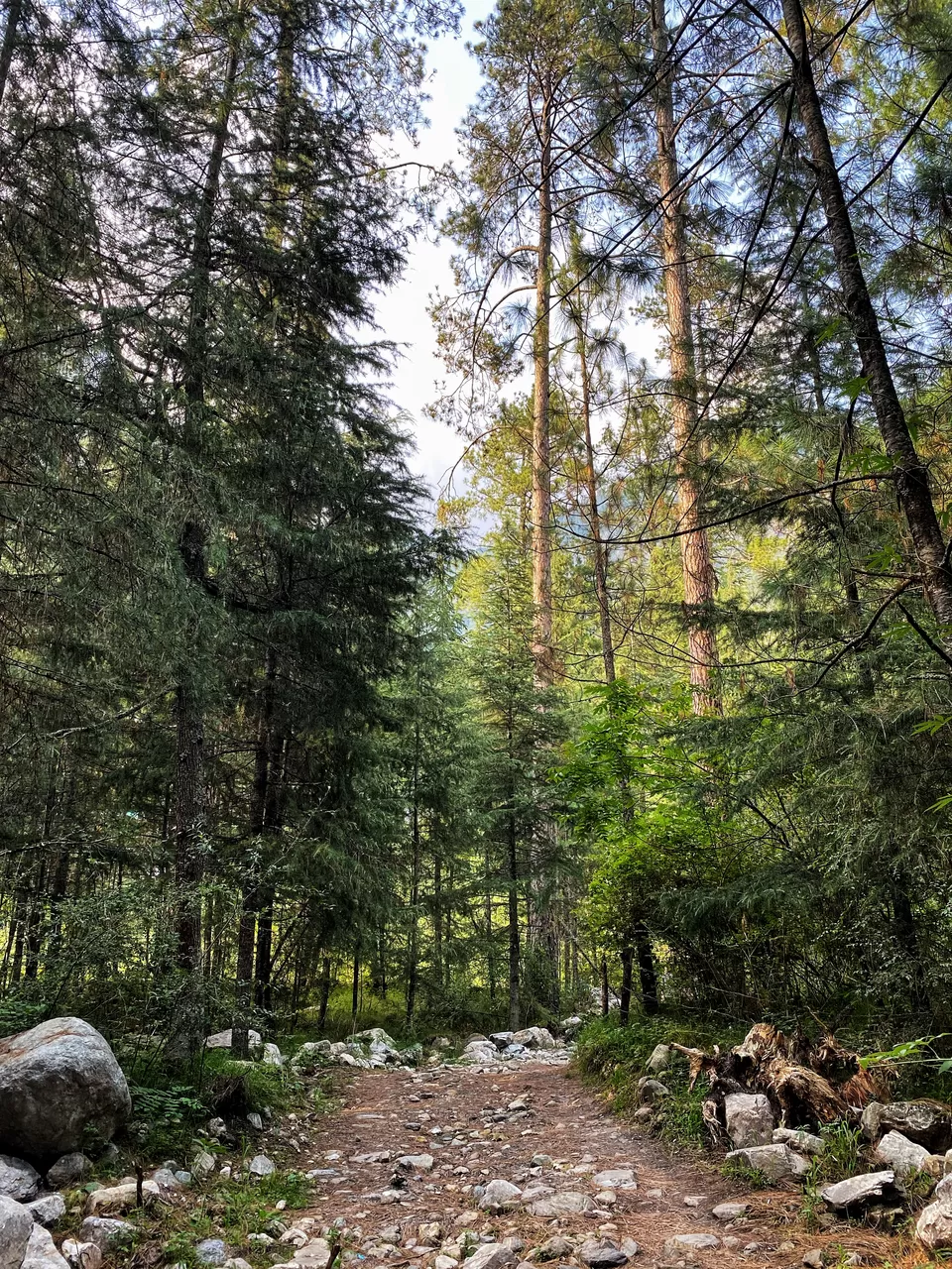 Photo of Chalal Trek Trail, Sosan, Himachal Pradesh, India by Amruta Bade