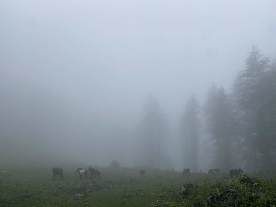 Photo of Kutla, Himachal Pradesh, India by Amruta Bade