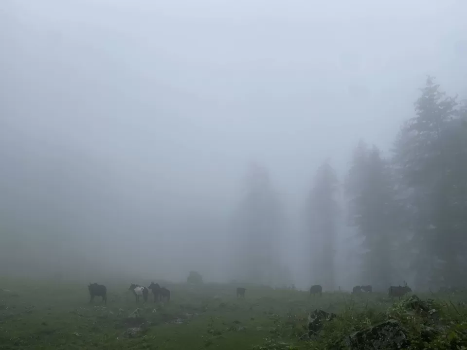 Photo of Kutla, Himachal Pradesh, India by Amruta Bade