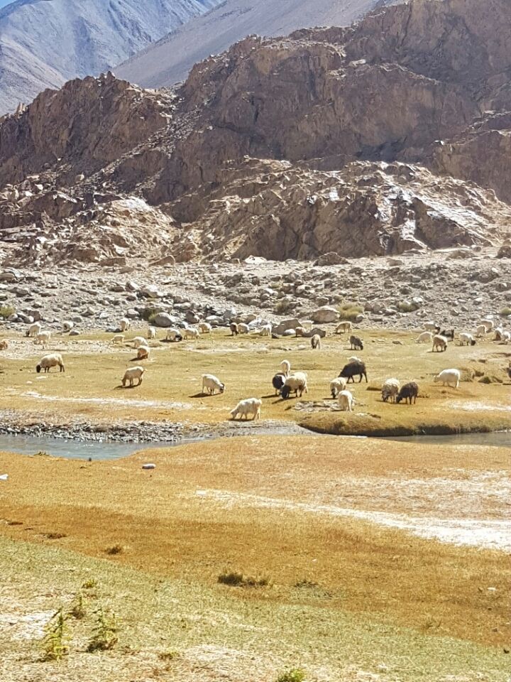 Photo of Leh, Jammu and Kashmir 194201 by Just too Umezing