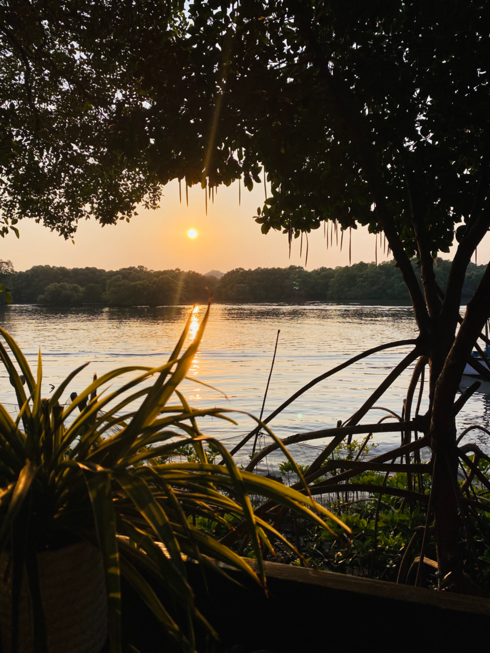 Photo of The Lazy Goose, Bridge, Nerul, Goa, India by Richa Shah