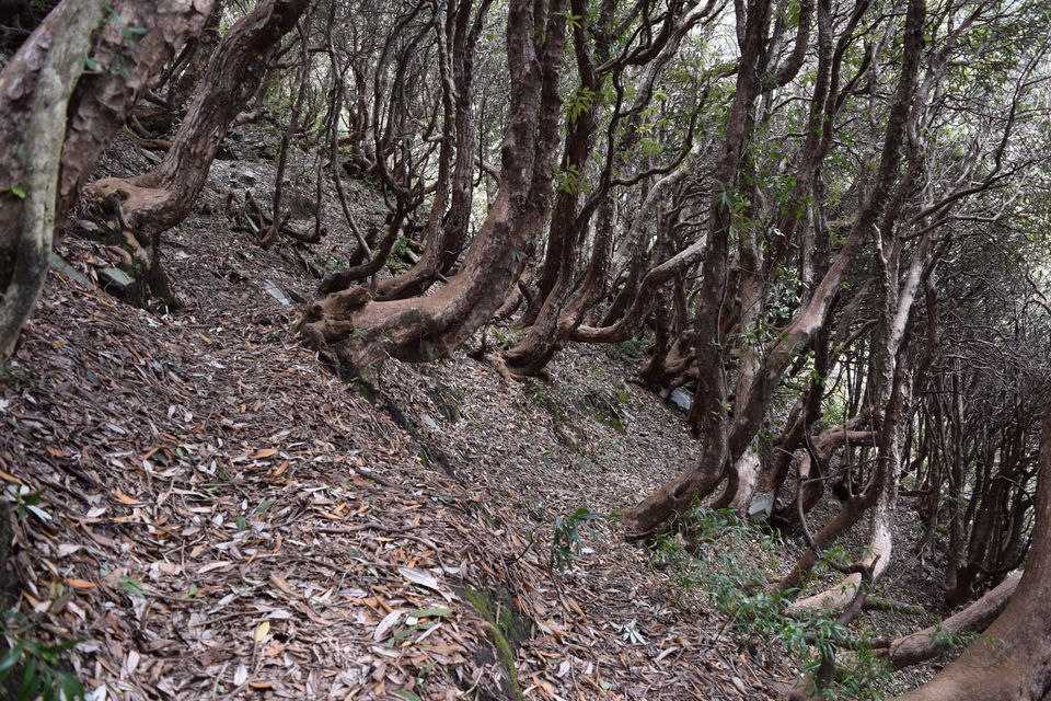 Photo of Triund: A winter trek into wilderness by Sarabjeet Singh