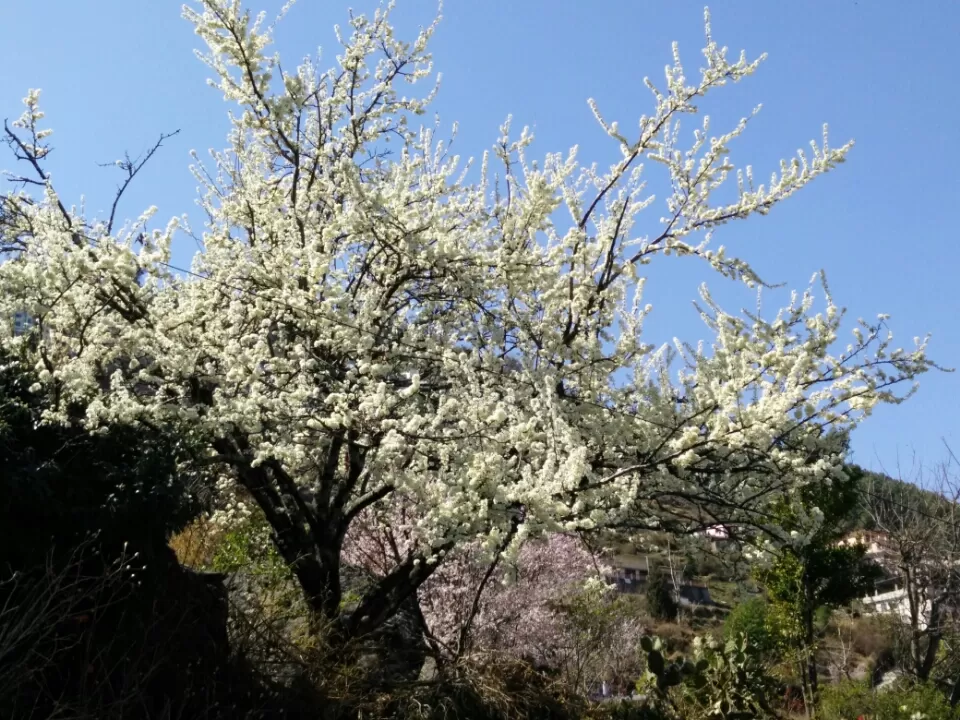 Photo of Mana Pass, Uttarakhand, India by keerthi