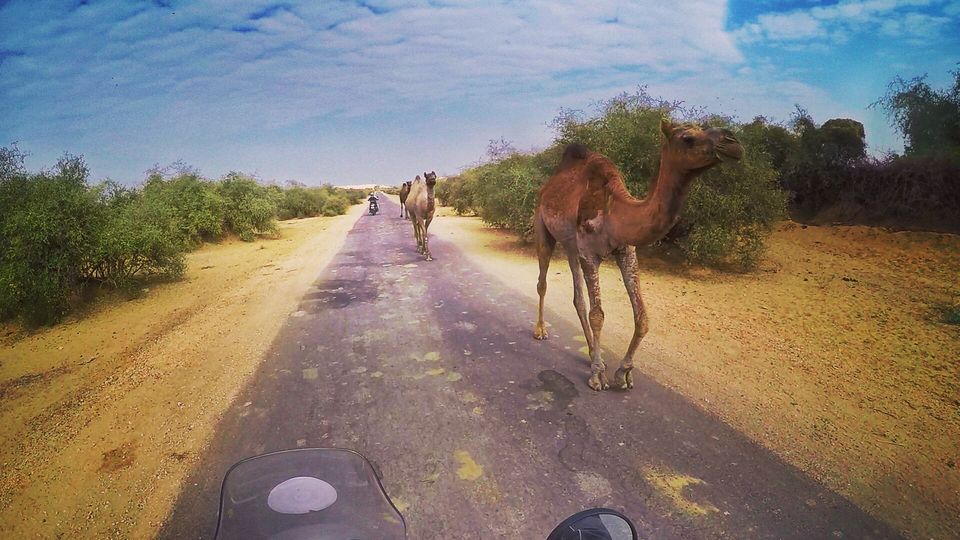 Photo of Jamba, Rajasthan, India by C S Prasanjit Kumar