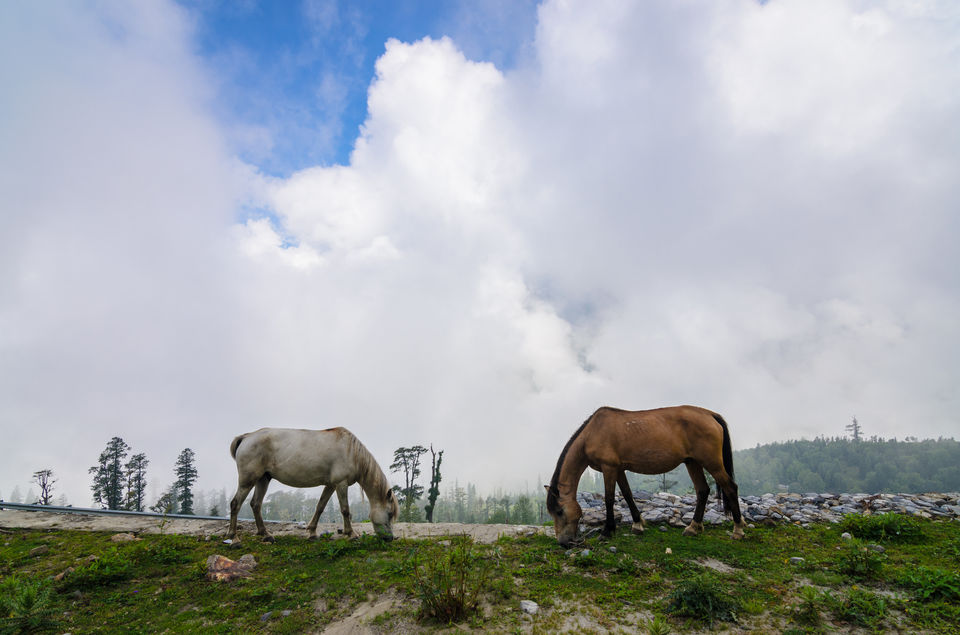 Photo of Manali, Himachal Pradesh, India by C S Prasanjit Kumar