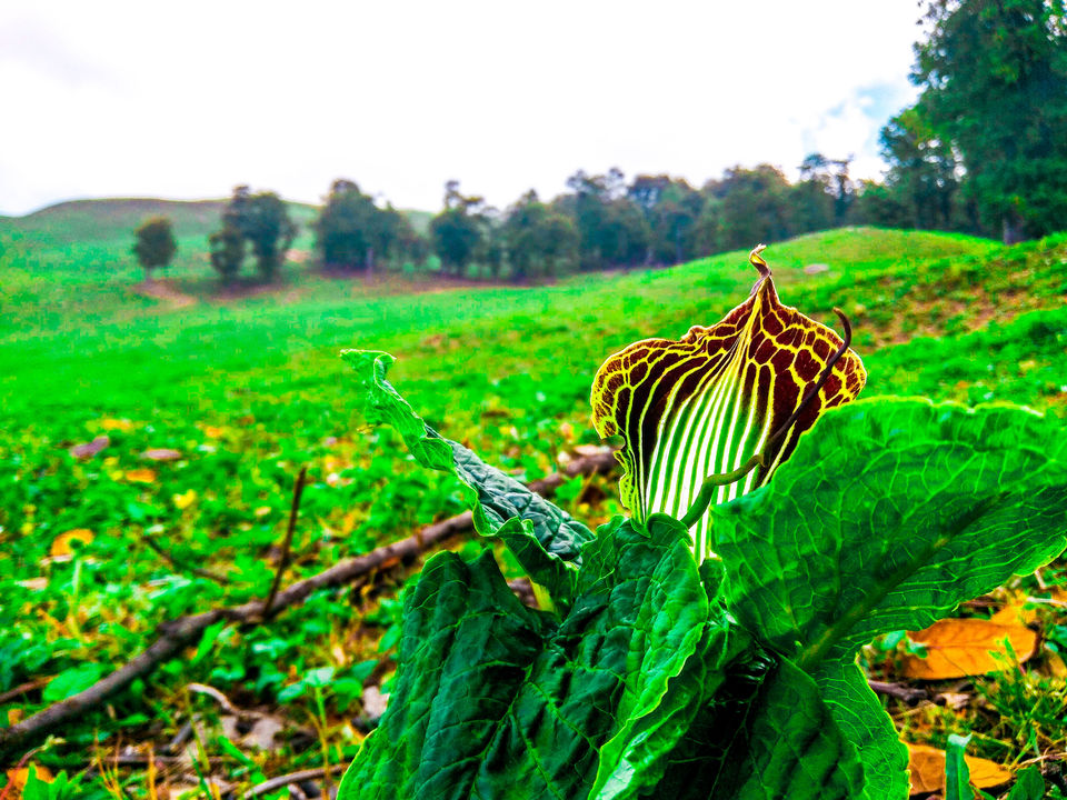 Photo of Everything you need to know before trekking to Bhrigu! 6/21 by Lovers on the run