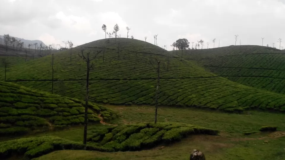 Photo of Valparai, Valparai, Tamil Nadu, India by Sneha Marappa
